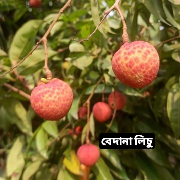 বেদানা লিচু - ১০০ পিস