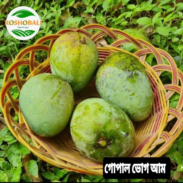 গোপাল ভোগ আম (রাজশাহী) সিপিং চার্জ সহ