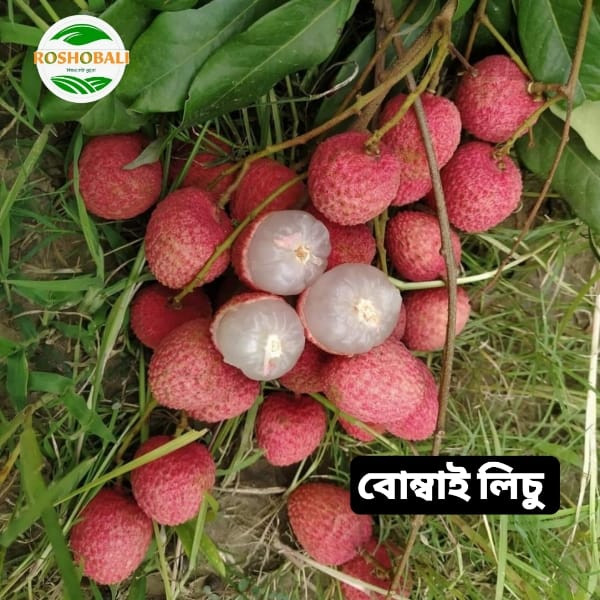 বোম্বাই লিচু-১০০০ পিস (ইশ্বরদী) সিপিং চার্জ সহ