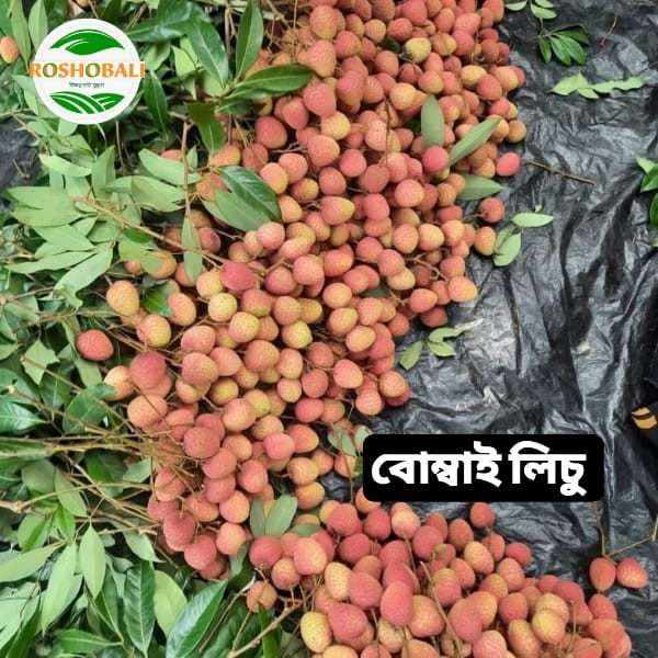 বোম্বাই লিচু-৩০০ পিস (ইশ্বরদী) সিপিং চার্জ সহ