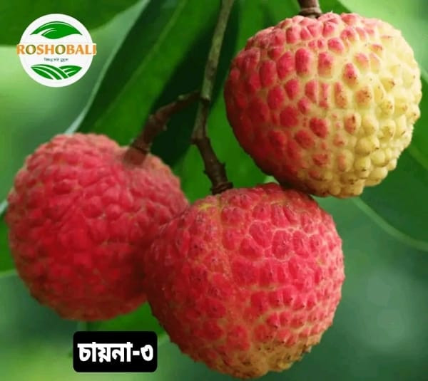 চায়না-৩ লিচু ১০০ পিস (সিপিং চার্জ সহ)