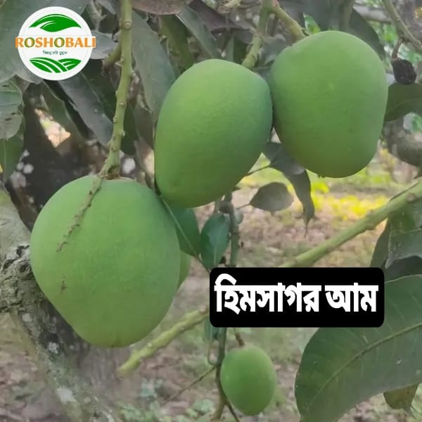 হিমসাগর  আম