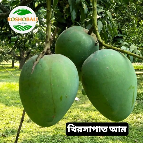 খীরসাপাত আম