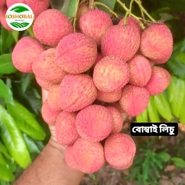 বোম্বাই লিচু-১০০০ পিস (রাজশাহী) সিপিং চার্জ সহ