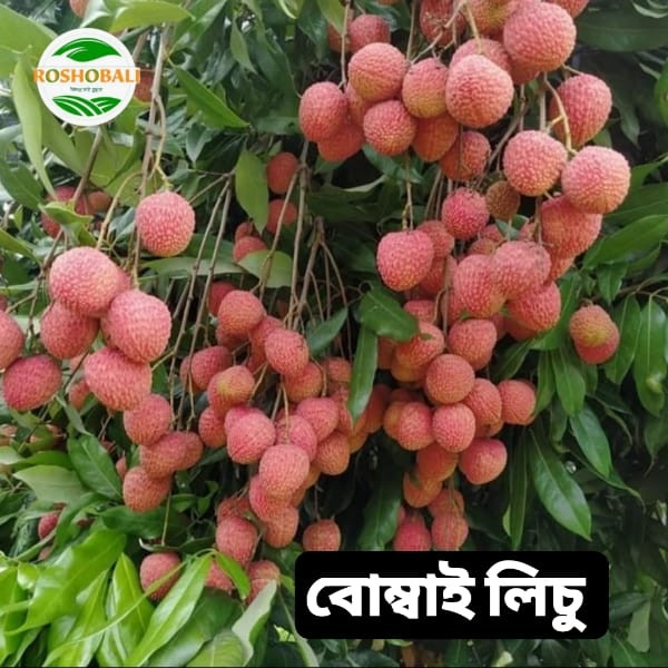 বোম্বাই লিচু-১০০০ পিস (দিনাজপুর) সিপিং চার্জ সহ