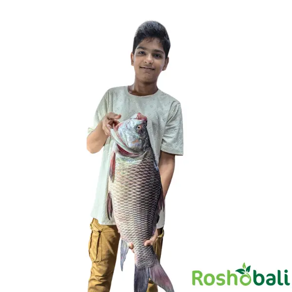 নদীর কাতল মাছ