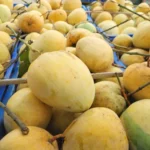 চাঁপাইনবাবগঞ্জ প্রিমিয়াম বারী ৪ আম ১১ কেজি।