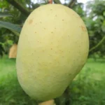 গৌরমতি আম ২২ কেজি।