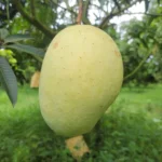 গৌরমতি আম ১১ কেজি।
