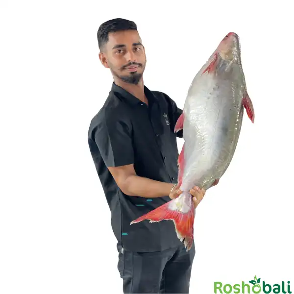 নদীর পাঙ্গাশ