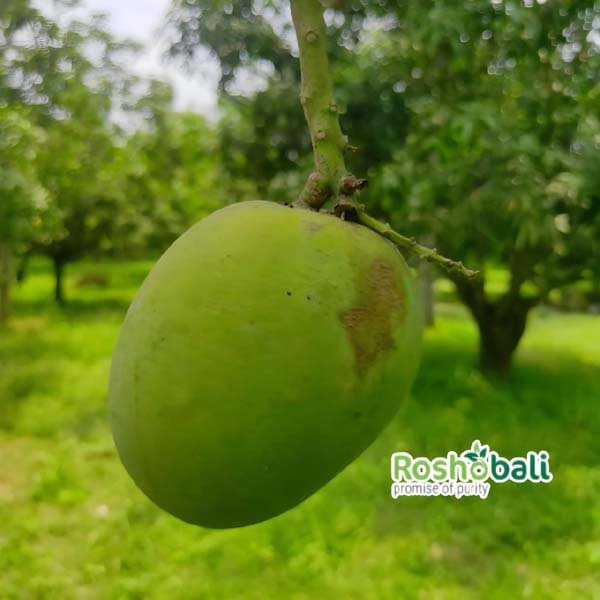 হিমসাগর আম-12 kg