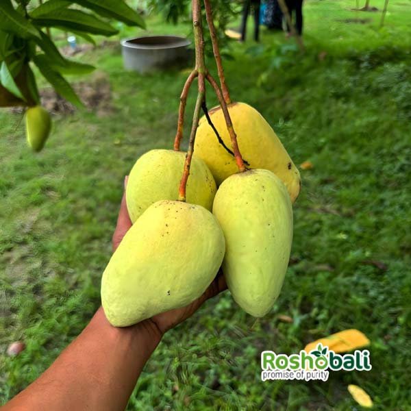 কাটিমন আম -12kg