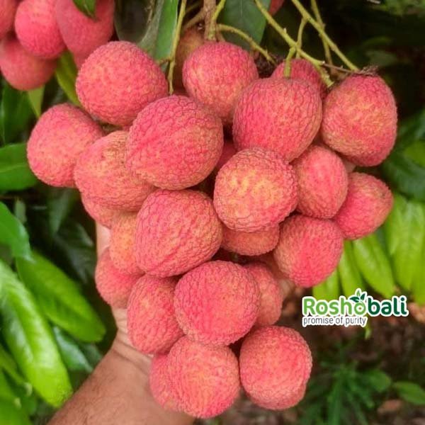 বোম্বাই লিচু 300 p
